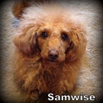 Samwise