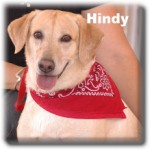 Hindy