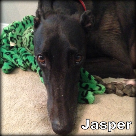 Jasper